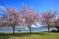 Pink flowers blooming in ,beautiful scenic in lake wanaka south