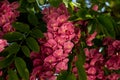 Pink Flowers on a Blooming Black Locust Tree in Early Spring