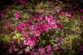 Pink flowers blooming and blossoming in the summer time Royalty Free Stock Photo