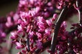 Pink flowers of blooming Eastern Redbud,