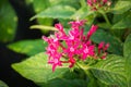 Pink flowers blooming in the garden