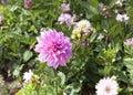 Pink flowers blooming in the garden