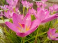 pink flowers blooming in green grass, nature photography, gardening background, floral wallpaper, closeup of petals and pollen Royalty Free Stock Photo