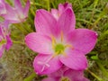 pink flowers blooming in green grass, nature photography, gardening background, floral wallpaper, closeup of petals and pollen Royalty Free Stock Photo