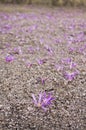 Pink flowers blooming from the ground