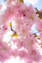 pink flowers of blooming japanese cherry tree in spring. springtime Royalty Free Stock Photo