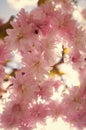 pink flowers of blooming japanese cherry tree in spring. springtime Royalty Free Stock Photo