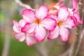 Pink flowers, blooming in the morning. Fragrant and beautiful, image use for nature background