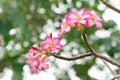 Pink flowers, blooming in the morning. Fragrant and beautiful, image use for nature background