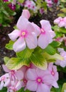 Pink flowers blooming in a natural garden, Madagascar periwinkle, Rose periwinkle Royalty Free Stock Photo