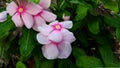 Pink flowers blooming in a natural garden, Madagascar periwinkle, Rose periwinkle Royalty Free Stock Photo