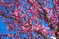 Pink Flowers Blooming Peach Tree Spring. Bright Blue Sky as Background. Royalty Free Stock Photo
