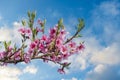 Pink Flowers Blooming Peach Tree at Spring. Bright Blue Sky as Background. Beautiful peach blossom. toned Royalty Free Stock Photo