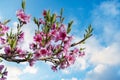 Pink Flowers Blooming Peach Tree at Spring. Bright Blue Sky as Background. Beautiful peach blossom. toned Royalty Free Stock Photo