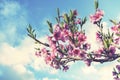 Pink Flowers Blooming Peach Tree at Spring. Bright Blue Sky as Background. Beautiful peach blossom. toned Royalty Free Stock Photo
