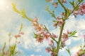 Pink Flowers Blooming Peach Tree at Spring. Bright Blue Sky as Background. Beautiful peach blossom. toned Royalty Free Stock Photo