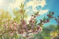 Pink Flowers Blooming Peach Tree at Spring. Bright Blue Sky as Background. Beautiful peach blossom. toned Royalty Free Stock Photo