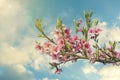 Pink Flowers Blooming Peach Tree at Spring. Bright Blue Sky as Background. Beautiful peach blossom. toned Royalty Free Stock Photo