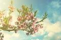 Pink Flowers Blooming Peach Tree at Spring. Bright Blue Sky as Background. Beautiful peach blossom. toned Royalty Free Stock Photo