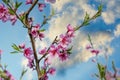 Pink Flowers Blooming Peach Tree at Spring. Bright Blue Sky as Background. Beautiful peach blossom. toned Royalty Free Stock Photo