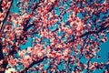 Pink Flowers Blooming Peach Tree at Spring. Bright Blue Sky as Background Royalty Free Stock Photo