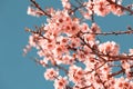 Pink Flowers Blooming Peach Tree at Spring Royalty Free Stock Photo