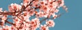 Pink Flowers Blooming Peach Tree at Spring Royalty Free Stock Photo