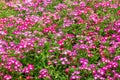 Pink flowers are blooming and prolific flowering consistently all summer, Nature photos. Selective focus