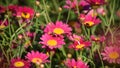 Pink cosmos flowers blooming Royalty Free Stock Photo