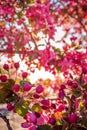 Pink Flowers Blooming In The Spring