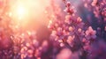 Pink flowers blooming at sunset, sun rays shining through petals Royalty Free Stock Photo