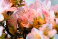 Pink flowers blooming on a tiny bonsai tree