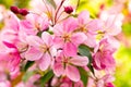 Pink flowers blossom apple tree close-up. Branch with crab flower, blooming apple orchard