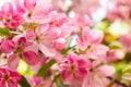 Pink flowers blossom apple tree close-up. Many crab flowers, horizontal background