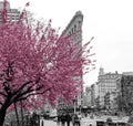 Pink flowers blossom on a tree in a black and white cityscape scene with people