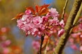 Pink flowers blossomed Japanese cherry Royalty Free Stock Photo