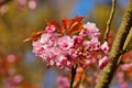 Pink flowers blossomed Japanese cherry Royalty Free Stock Photo