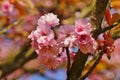 Pink flowers blossomed Japanese cherry Royalty Free Stock Photo
