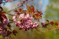 Pink flowers blossomed Japanese cherry Royalty Free Stock Photo