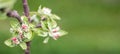 Pink flowers of a blossoming apple tree on a sunny day close-up in nature outdoors. Apple tree blossoms in spring. Selective focus Royalty Free Stock Photo