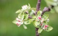Pink flowers of a blossoming apple tree on a sunny day close-up in nature outdoors. Apple tree blossoms in spring. Selective focus Royalty Free Stock Photo