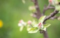 Pink flowers of a blossoming apple tree on a sunny day close-up in nature outdoors. Apple tree blossoms in spring. Selective focus Royalty Free Stock Photo