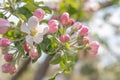 Pink flowers of a blossoming apple tree on a sunny day close-up in nature outdoors. Apple tree blossoms in spring. Selective focus Royalty Free Stock Photo