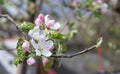 Pink flowers of a blossoming apple tree on a sunny day close-up in nature outdoors. Apple tree blossoms in spring. Selective focus Royalty Free Stock Photo