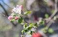 Pink flowers of a blossoming apple tree on a sunny day close-up in nature outdoors. Apple tree blossoms in spring. Selective focus Royalty Free Stock Photo