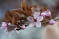 Pink flowers of a blossoming tree. Beautiful macro photo. Cherry blossom
