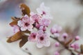 Pink flowers of a blossoming tree. Spring macro photo. Cherry blossom Royalty Free Stock Photo