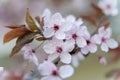 Pink flowers of a blossoming tree. Spring macro photo. Cherry blossom Royalty Free Stock Photo