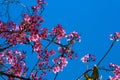 Pink flowers blue sky backgroud. Clear view, Cherry blossom Royalty Free Stock Photo