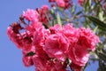 Pink flowers and blue sky at the background, Touch of spring Royalty Free Stock Photo